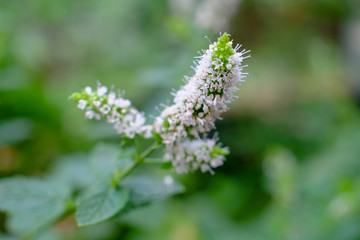 Fresh mint with flowers against a natural green background. High quality photo
