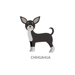 Cute small dog of breed Chihuahua flat cartoon vector illustration isolated.