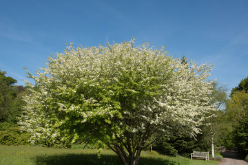 Naklejka premium Spring White Blossom and Foliage of a Cut Leaf Crab Apple Tree (Malus transitoria) Growing in a Garden in Rural Devon, England, UK