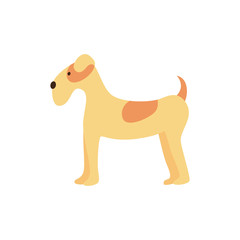 Funny friendly brown airedale dog stands, pet and animal concept.