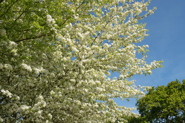 Spring White Blossom and Foliage of a Cut Leaf Crab Apple Tree (Malus transitoria) Growing in a Garden in Rural Devon, England, UK