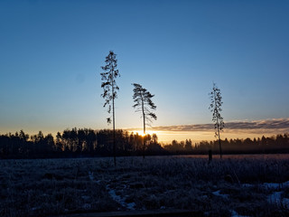 frozen grass in a field on a winter morning, Moscow region
