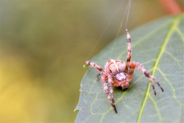 Araneus diadematus (Cross spider, European garden spider, the diadem spider) close-up view. Selective focus. The spider seats on the green leaf and spins the web 