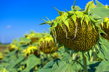 Ripe sunflower in the foreground in field of sunflowers on a sunny day.