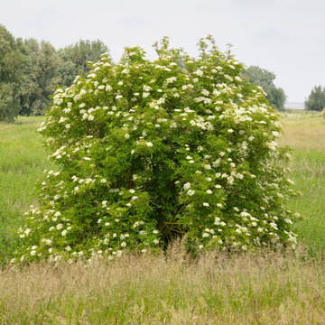 รูปภาพHolunderbusch เลือกดูภาพถ่ายสต็อก เวกเตอร์ และวิดีโอ273 Adobe