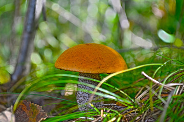 mushroom in the forest