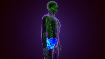 Human Skeleton Hip or Pelvic bone Anatomy For Medical Concept 3D Illustration
