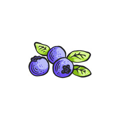 Blueberry with leaves vector illustration in sketch hand drawn style isolated.