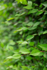 Fototapeta na wymiar Natural background and texture. Green leaves close up. Summer season.