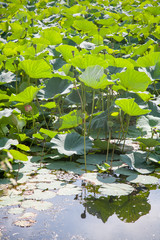 August lotuses in the lake of Artyom, Primorsky Kray, Russia