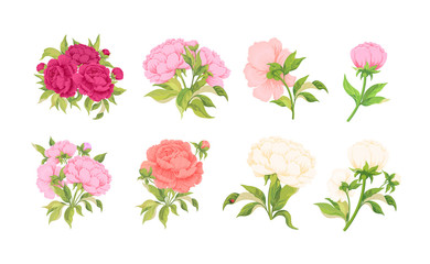 Fototapeta premium Botanical set of flower vector bouquets of peonies with leaves on a white background.