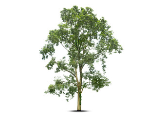 Trees isolated on white background, tropical trees isolated used for design, advertising and architecture.