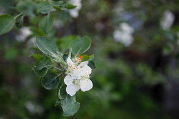Blooming apple tree outdoors.