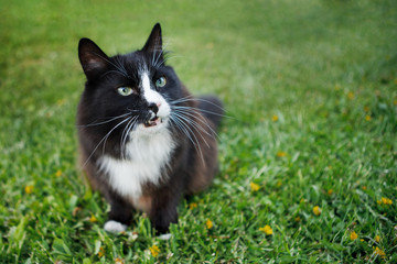 Naklejka na ściany i meble Black and white cat outdoor.