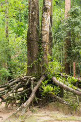 Obraz premium Root base of big tree , trunk on green grass on the park.