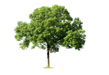 Fototapeta premium Trees isolated on white background, tropical trees isolated used for design, advertising and architecture.