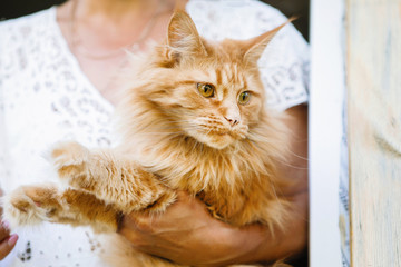 Red Maine Coon cat in the arms of a woman.