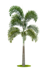 Palm tree isolated on white background,  tropical palm trees isolated used for design, advertising and architecture.