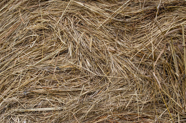 The texture of hay. Yellow dried grass on the farm.
