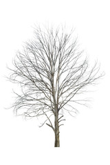 Dead tree with clipping path isolated on white background.