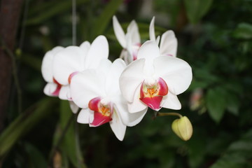 Naklejka na ściany i meble white orchid 