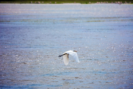 Great egret flies over a lake in Amboseli