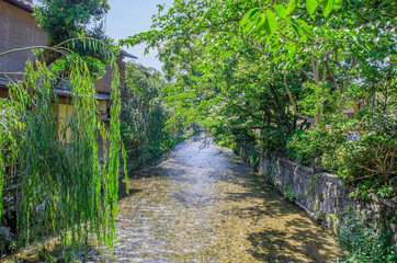 京都の祇園白川