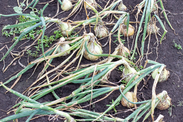 Fresh harvest of onion plants row growing on field garden. The tops are lying on the ground