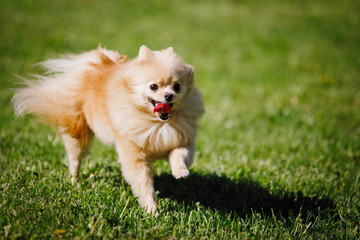 Pomeranian Red Spitz dog on a green lawn.
