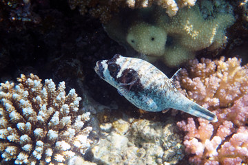 Naklejka na ściany i meble masked puffer fish from the Red sea