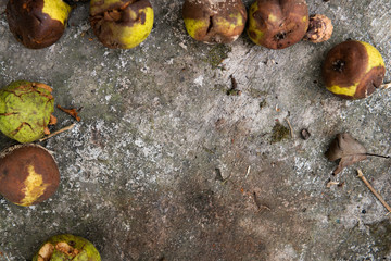 autumn leaves on the ground