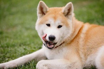 Akita young dog portrait on green grass.