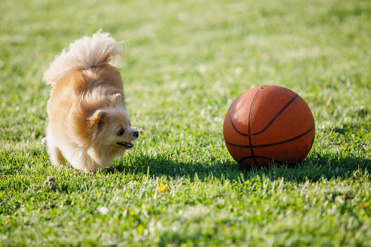 Red Pomeranian Spitz dog on a green lawn.