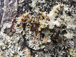 lichen on tree bark