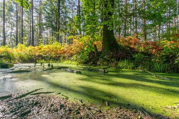 wunderschönes, natürliches Biotop in der sächsichen Schweiz bei Wehlen, Aufgang Rauensteine