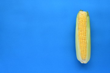 Fresh corn cob on blue background.