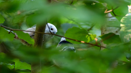 longtailed tit peeking through the leafs