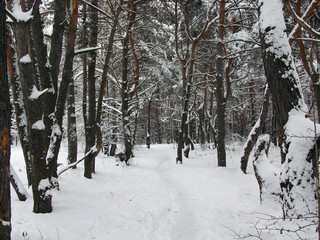 Winter landscape. Footpath in a snowy pine forest.