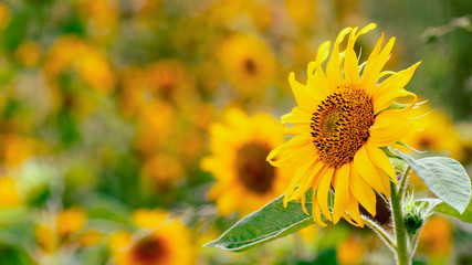 Sunflower field with single one in front