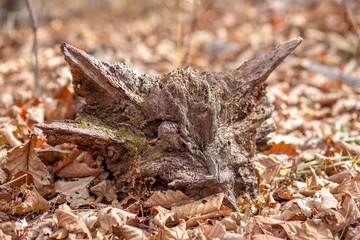 A piece of wood carved by nature to like fox's head