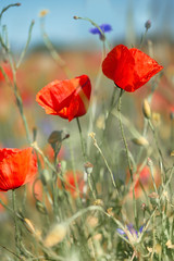 Close-up on red poppy flowers on the field outdoors