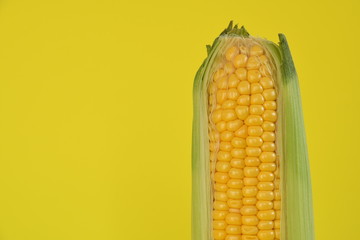 Fresh corn cob on yellow background.