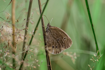 motyl na kwiatku w trawie © Henryk Niestrój
