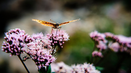 Foto scattata all'interno del famoso Parco del Valentino a Torino ad una farfalla.
