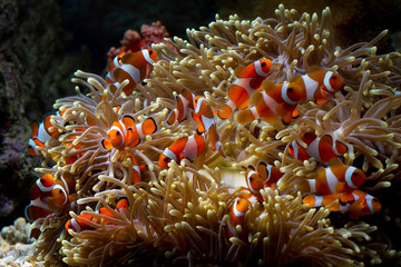 Cute anemone fish playing on the coral reef, beautiful color clownfish on coral feefs