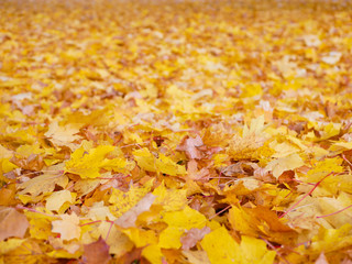 the foliage is falling from the trees