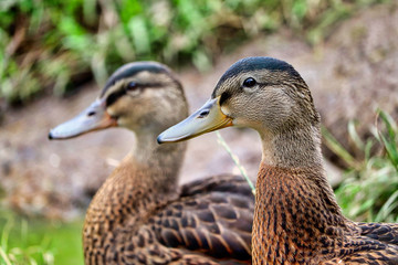 English ducks at a river