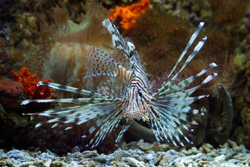 Naklejka na ściany i meble Beautiful dwarf lionfish on the coral reefs, dwarf lionfish closeup 