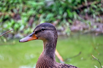 English ducks at a river