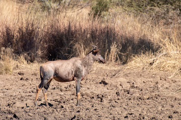 A Red Haartebeest covered in mud at a water hole.